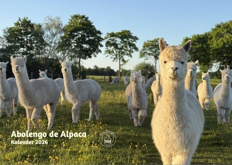 Alpaka Foto Kalender 2026